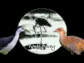 Download Lagu Suara pikat campur Ruak-ruak \u0026 Sintar sawah. Buat untuk  jaring gantung malam.