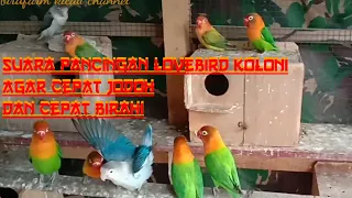 Download Suara Pancingan Lovebird Koloni Agar Cepat Jodoh \u0026 Birahi MP3