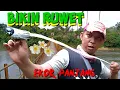 Download Lagu Mikat Burung Sultan Ekor Panjang Bikin Ngiler