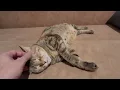 Download Lagu Meet Sinta the cat!