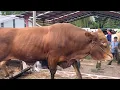 Download Lagu KUMPULAN SAPI LUCU UNIK TURUN DARI TRUK SERU SEKALI‼️🔥🔥🔥