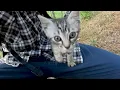 Download Lagu I went for a 21K hike... got home with a kitten