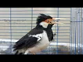 Download Lagu Burung Jalak Suren Gacor Mompa Full Variasi - Pancingan Jalak Suren Agar Gacor Full Isian Mewah