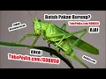 Suara Walang Kecek Mp3 - Download Suara Belalang Kecek Durasi Speed Lambat Agar Burung Rajin Bunyi!