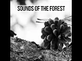 Bird Songs in Forest