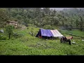 Download Lagu This is Himalayan Shepherd Life During Rainy Days|| Daily Activities People in Rural Nepal ||