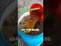 Download Lagu Banyak yang komen cairan ajaib nya apa🤭 nih mimin kasih jawaban nya🤠 #pakan #domba #kambing #silase