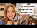 Common Maine Coon Kitten Mistakes and How to Avoid Them Bellspurr Maine Coons