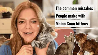 Common Maine Coon Kitten Mistakes and How to Avoid Them Bellspurr Maine Coons