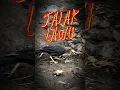 Download Lagu Mitos Burung Jalak Lawu‼️ #kondego #pendaki #pendakiultralight #gunung