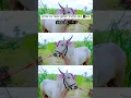 Download Lagu #nadekachbailgadasharyat #bull #viralvideo #cow #bull