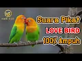 Download Lagu Suara Pikat LOVE BIRD Ampuh 100%