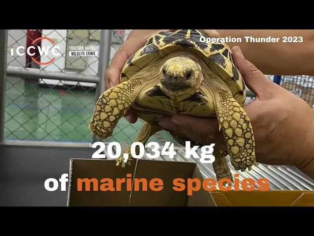 Watch Thunder 2023 on YouTube.