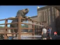 Tulsa Zoo s Asian Elephants Begin Their Day With A Refreshing Bath Ritual
