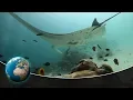 Download Predators of a different kind - The world of the unknown Sharks mp4 3gp mp3 videos - waplic