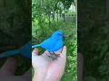 Download Lagu Kibtoy Blue Bird toy simulation electric singing bird can call and move