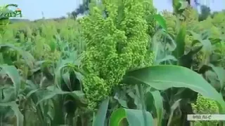 ጥዕምቲ ክላሲካል ናይ ትግራይ ዓድና Morning Dose Tigrayan Classical Music 