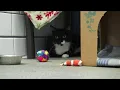 New assistance fund at Roanoke Valley SPCA