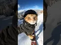 Meowtain Shredder ⛷️
