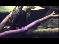 Alligators at Sea Life Grapevine Texas