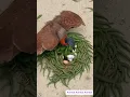 Download Lagu Birds build nests in a unique way to protect their eggs from salamanders. #wildlife #animals #birds