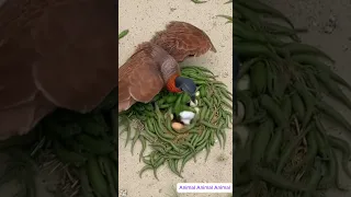 Birds Build Nests In A Unique Way To Protect Their Eggs From Salamanders Wildlife Animals Birds 