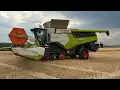 Download Lagu Mowing Wheat After Rain Romania 🇷🇴