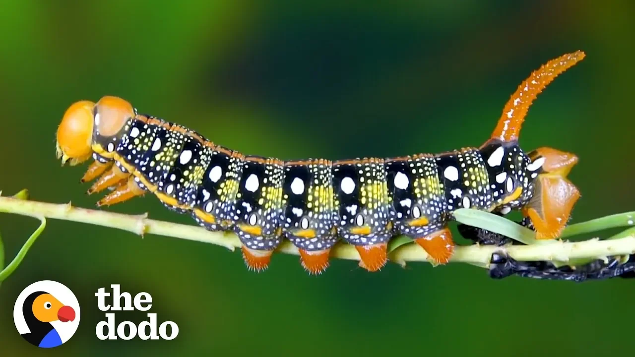 Watch This Caterpillar Turn Into A Hawk-Moth | The Dodo