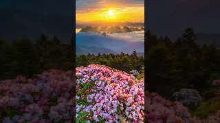  منظر  طبيعي  ورد  شمس دندنها