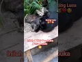Download Lagu kucing lucu !! Inilah 4 Zikir Pembuka Pintu Rezeki #zikir #amalankebaikan #doa #doamustajab #cat #yt