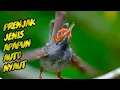 Download Lagu MASTERAN PRENJAK GACOR PIKAT PRENJAK BUNYI PALING AMPUH 2023 !!!