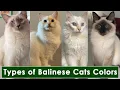 12 Types of Balinese Cats Colors and Patterns 12 Types of Balinese Cat