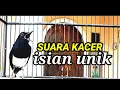 SUARA KACER ISIAN UNIK COCOK UNTUK PANCINGAN KACER CEPAT BONGKAR ISIAN