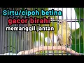 Download Lagu Suara sirtu betina gacor birahi memanggil jantan, bikin sirtu/cipoh cepat gacor
