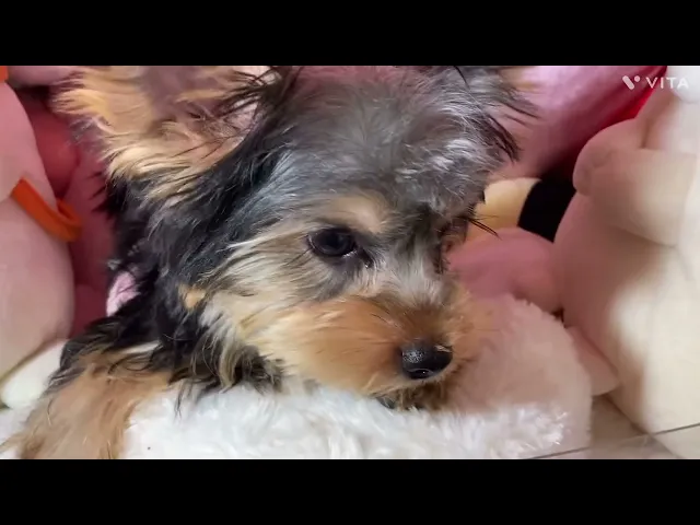 動画