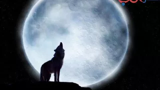 صوت عواء الذئب Sound Of Wolf 