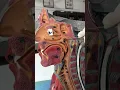 Median Sagittal Head And Neck