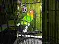 Download Lagu lovebird  fighter durasi 1 menit