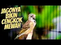 Download Lagu JAGONYA BIKIN CENGKOK MEWAH - MASTERAN BLACKTHROAT GACOR SUARA JERNIH DURASI PANJANG