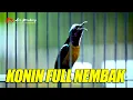 Download Lagu KONIN NGOBRA FULL MATERI NEMBAK NEMBAK COCOK BUAT MASTERAN DAN PANCINGAN KONIN BAHAN