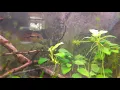Aequidens metae aka Yellow Acara Cichlid