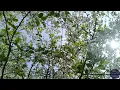 Chopin - Spring Waltz (Mariage d'Amour). Very beautiful music. 2 hours