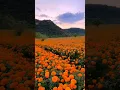 Download Lagu Beautiful  Marigold  flower garden.#flowergarden #shorts #tranding