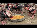 Download Lagu Kippenhouderij in de vrije uitloop voor vlees en eieren voor het bedrijf - Kippenvoer voor vlees