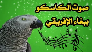 صوت ببغاء الكاسكو الرمادي الإفريقي دندنها