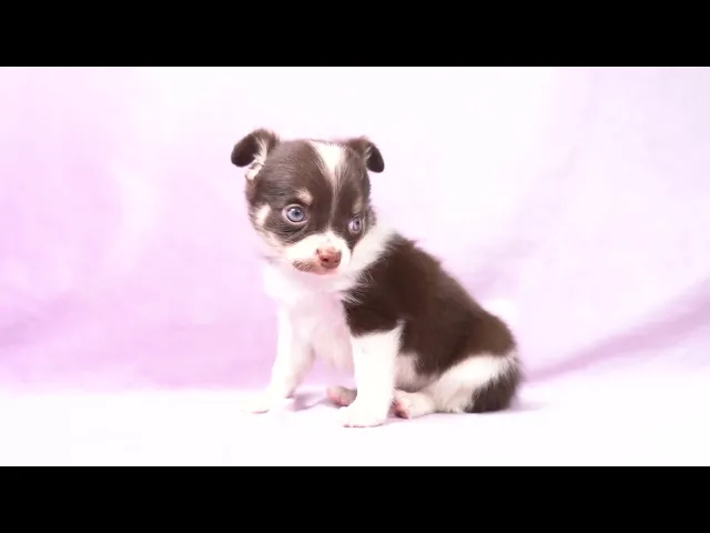 動画