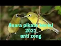 Download Lagu Suara pikat kecial kuning 💯 2021 kecial susah turun