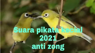 suara pikat kecial kuning 2021 kecial susah turun