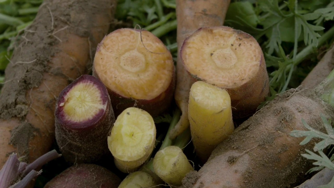 Harvesting Now   Carrots