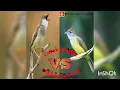 Lagu Masteran Suara Burung Cucak Jenggot Vs Ciblek Gunung Gacor Full Isian Durasi Panjang